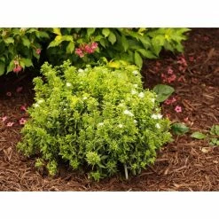 Online Orchards 1 Gal. Goldflame Spirea Shrub Neon Yellow Foliage Clashes Beautifully Against Bright Red Flowers -Online Orchards store online orchards bushes sbsp001 4f 1000