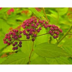 Online Orchards 1 Gal. Goldflame Spirea Shrub Neon Yellow Foliage Clashes Beautifully Against Bright Red Flowers -Online Orchards store online orchards bushes sbsp001 76 1000