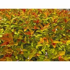 Online Orchards 1 Gal. Goldflame Spirea Shrub Neon Yellow Foliage Clashes Beautifully Against Bright Red Flowers -Online Orchards store online orchards bushes sbsp001 fa 1000
