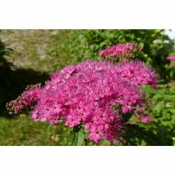Online Orchards 1 Gal. Anthony Waterer Spirea Shrub Huge Pyramidal Clusters of Rosepink Flowers, Dense Spreading Green Foliage -Online Orchards store online orchards bushes sbsp002 1f 1000