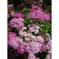 Online Orchards 1 Gal. Anthony Waterer Spirea Shrub Huge Pyramidal Clusters of Rosepink Flowers, Dense Spreading Green Foliage -Online Orchards store online orchards bushes sbsp002 44 1000