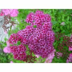 Online Orchards 1 Gal. Anthony Waterer Spirea Shrub Huge Pyramidal Clusters of Rosepink Flowers, Dense Spreading Green Foliage