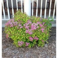 Online Orchards 1 Gal. Anthony Waterer Spirea Shrub Huge Pyramidal Clusters of Rosepink Flowers, Dense Spreading Green Foliage -Online Orchards store online orchards bushes sbsp002 c3 1000