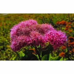 Online Orchards 1 Gal. Anthony Waterer Spirea Shrub Huge Pyramidal Clusters of Rosepink Flowers, Dense Spreading Green Foliage -Online Orchards store online orchards bushes sbsp002 fa 1000