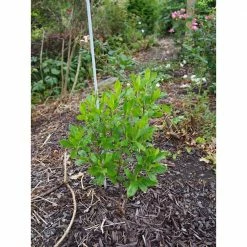 Online Orchards 1 Gal. Ruby Spice Summersweet Shrub -Online Orchards store online orchards bushes sbss001 1f 1000