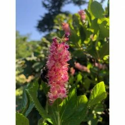 Online Orchards 1 Gal. Ruby Spice Summersweet Shrub -Online Orchards store online orchards bushes sbss001 44 1000