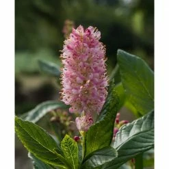 Online Orchards 1 Gal. Ruby Spice Summersweet Shrub -Online Orchards store online orchards bushes sbss001 4f 1000