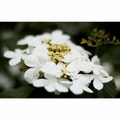 Online Orchards 1 Gal. Summer Snowflake Viburnum Shrub Showy Halos of Pure White Blossoms Throughout Summer -Online Orchards store online orchards bushes sbvb001 4f 1000