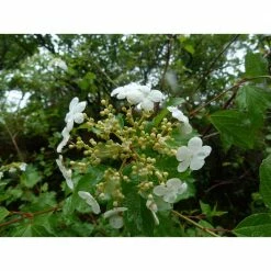Online Orchards 1 Gal. Summer Snowflake Viburnum Shrub Showy Halos of Pure White Blossoms Throughout Summer -Online Orchards store online orchards bushes sbvb001 76 1000