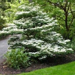 Online Orchards 1 Gal. Summer Snowflake Viburnum Shrub Showy Halos of Pure White Blossoms Throughout Summer -Online Orchards store online orchards bushes sbvb001 c3 1000