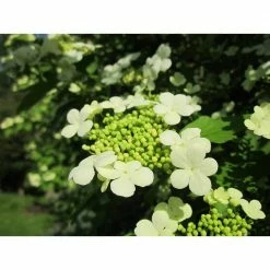 Online Orchards 1 Gal. Summer Snowflake Viburnum Shrub Showy Halos of Pure White Blossoms Throughout Summer -Online Orchards store online orchards bushes sbvb001 fa 1000