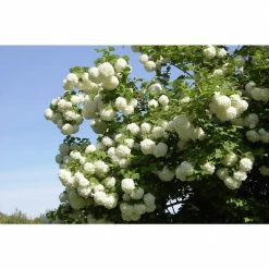 Online Orchards 1 Gal. Snowball Viburnum Shrub Pure White Florets Bloom in Perfect Snowball Shaped Globes Deer Resistant -Online Orchards store online orchards bushes sbvb002 1f 1000