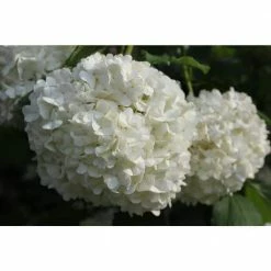 Online Orchards 1 Gal. Snowball Viburnum Shrub Pure White Florets Bloom in Perfect Snowball Shaped Globes Deer Resistant -Online Orchards store online orchards bushes sbvb002 44 1000