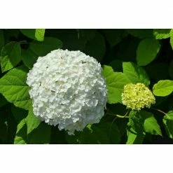Online Orchards 1 Gal. Snowball Viburnum Shrub Pure White Florets Bloom in Perfect Snowball Shaped Globes Deer Resistant -Online Orchards store online orchards bushes sbvb002 4f 1000