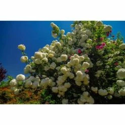 Online Orchards 1 Gal. Snowball Viburnum Shrub Pure White Florets Bloom in Perfect Snowball Shaped Globes Deer Resistant -Online Orchards store online orchards bushes sbvb002 fa 1000