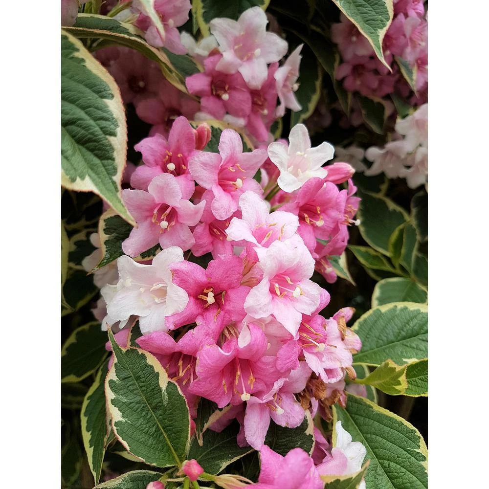 Online Orchards 1 Gal. Minuet Weigela Shrub Innumerable Fragrant Fuchsiacolored Blossoms 4 Online Orchards 1 Gal. Minuet Weigela Shrub Innumerable Fragrant Fuchsiacolored Blossoms - Image 4
