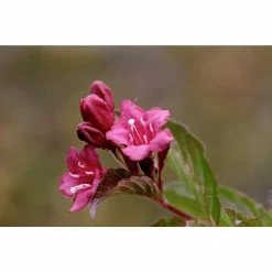 Online Orchards 1 Gal. Minuet Weigela Shrub Innumerable Fragrant Fuchsiacolored Blossoms 9 Online Orchards 1 Gal. Minuet Weigela Shrub Innumerable Fragrant Fuchsiacolored Blossoms -Online Orchards store online orchards bushes sbwg001 44 1000