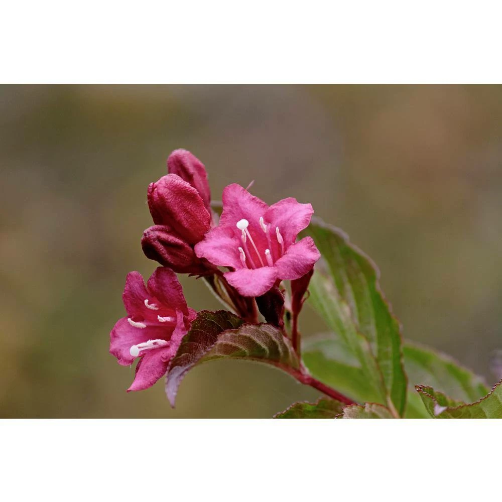 Online Orchards 1 Gal. Minuet Weigela Shrub Innumerable Fragrant Fuchsiacolored Blossoms 5 Online Orchards 1 Gal. Minuet Weigela Shrub Innumerable Fragrant Fuchsiacolored Blossoms - Image 5