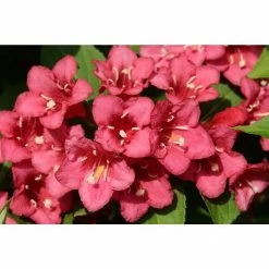 Online Orchards 1 Gal. Minuet Weigela Shrub Innumerable Fragrant Fuchsiacolored Blossoms 7 Online Orchards 1 Gal. Minuet Weigela Shrub Innumerable Fragrant Fuchsiacolored Blossoms -Online Orchards store online orchards bushes sbwg001 4f 1000