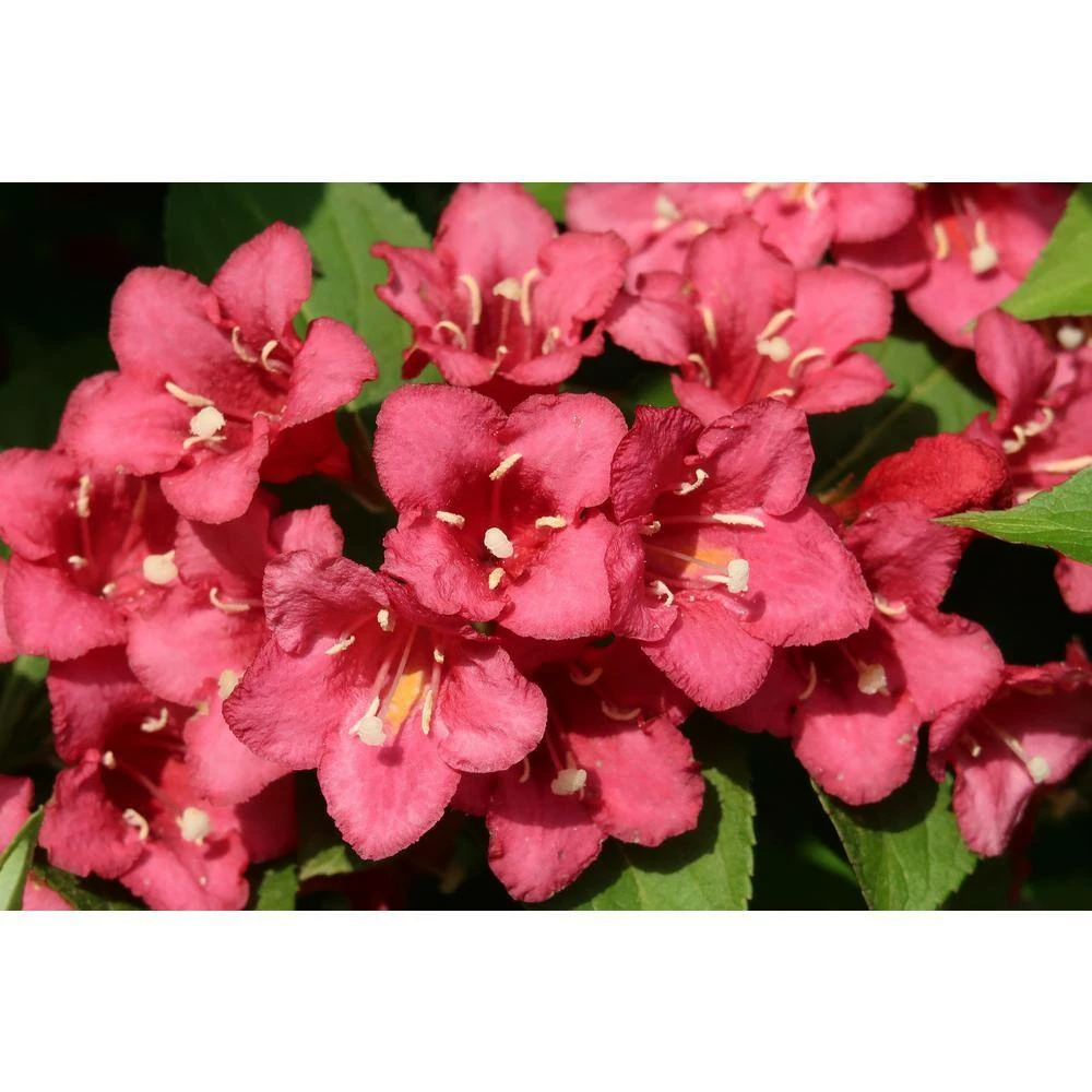 Online Orchards 1 Gal. Minuet Weigela Shrub Innumerable Fragrant Fuchsiacolored Blossoms 3 Online Orchards 1 Gal. Minuet Weigela Shrub Innumerable Fragrant Fuchsiacolored Blossoms - Image 3