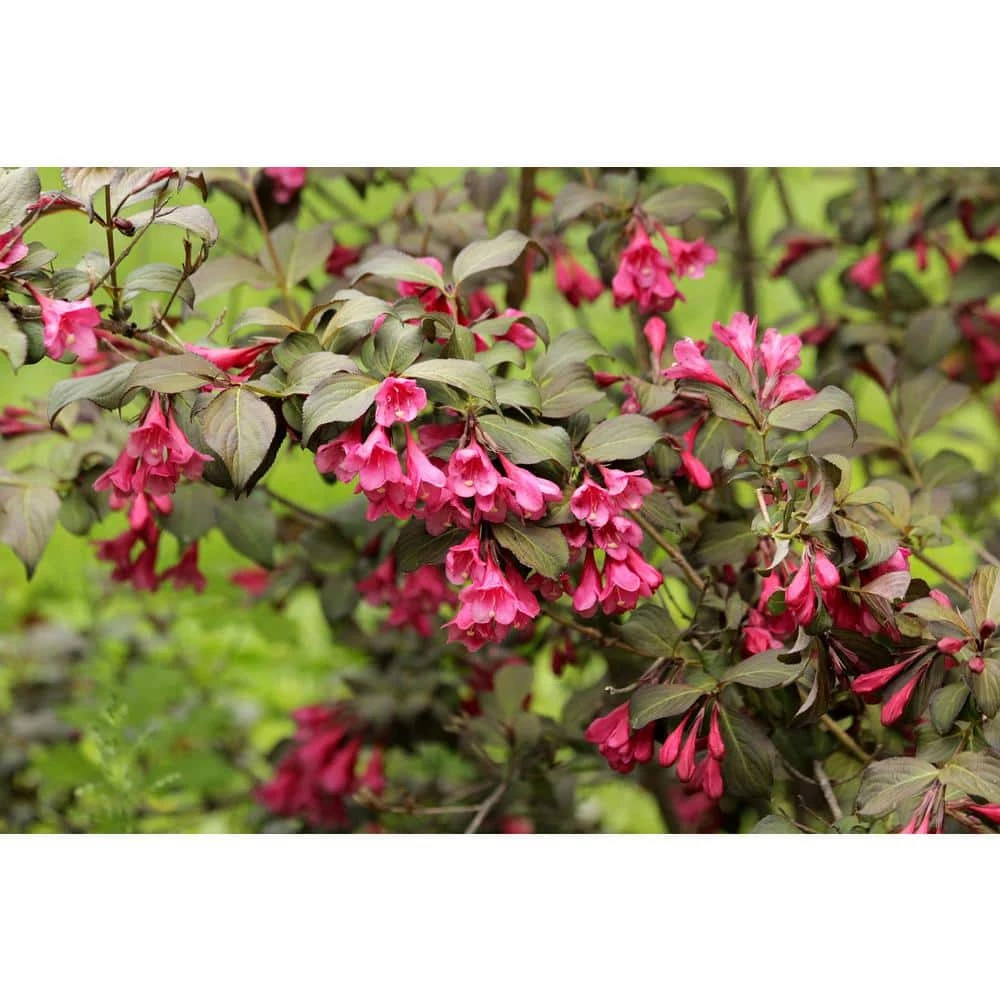 Online Orchards 1 Gal. Minuet Weigela Shrub Innumerable Fragrant Fuchsiacolored Blossoms 1 Online Orchards 1 Gal. Minuet Weigela Shrub Innumerable Fragrant Fuchsiacolored Blossoms