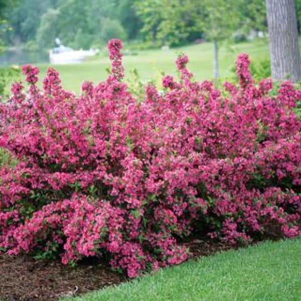 Online Orchards 1 Gal. Minuet Weigela Shrub Innumerable Fragrant Fuchsiacolored Blossoms 2 Online Orchards 1 Gal. Minuet Weigela Shrub Innumerable Fragrant Fuchsiacolored Blossoms - Image 2