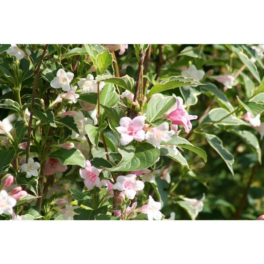 Online Orchards 1 Gal. Sonic Boom Weigela Shrub Pearly White Blossoms Change to Translucent Pink 4 Online Orchards 1 Gal. Sonic Boom Weigela Shrub Pearly White Blossoms Change to Translucent Pink - Image 4