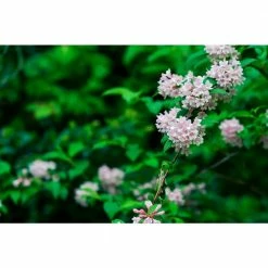 Online Orchards 1 Gal. Sonic Boom Weigela Shrub Pearly White Blossoms Change to Translucent Pink 6 Online Orchards 1 Gal. Sonic Boom Weigela Shrub Pearly White Blossoms Change to Translucent Pink -Online Orchards store online orchards bushes sbwg002 4f 1000