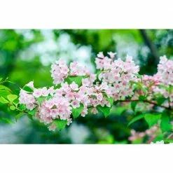 Online Orchards 1 Gal. Sonic Boom Weigela Shrub Pearly White Blossoms Change to Translucent Pink