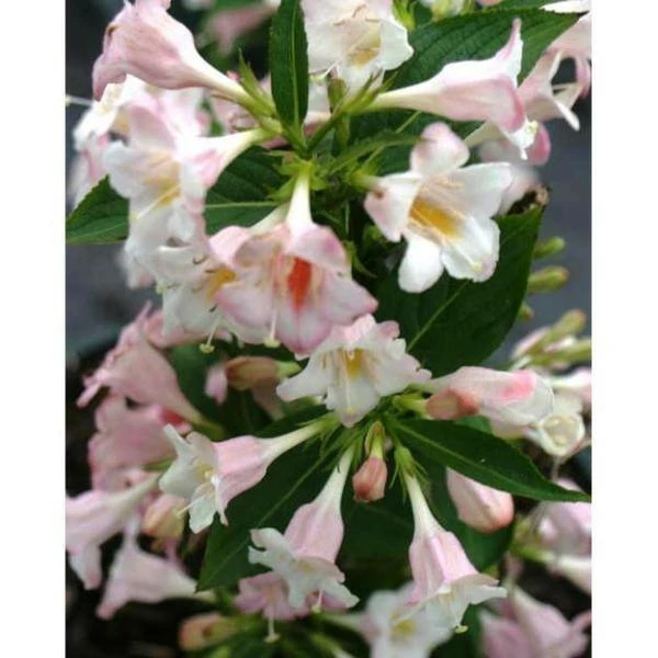 Online Orchards 1 Gal. Sonic Boom Weigela Shrub Pearly White Blossoms Change to Translucent Pink 2 Online Orchards 1 Gal. Sonic Boom Weigela Shrub Pearly White Blossoms Change to Translucent Pink - Image 2