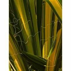 Online Orchards 1 Gal. Golden Sword Yucca Shrub 7 Online Orchards 1 Gal. Golden Sword Yucca Shrub -Online Orchards store online orchards bushes sbyc001 1f 1000