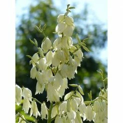 Online Orchards 1 Gal. Golden Sword Yucca Shrub 6 Online Orchards 1 Gal. Golden Sword Yucca Shrub -Online Orchards store online orchards bushes sbyc001 4f 1000