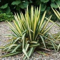 Online Orchards 1 Gal. Golden Sword Yucca Shrub