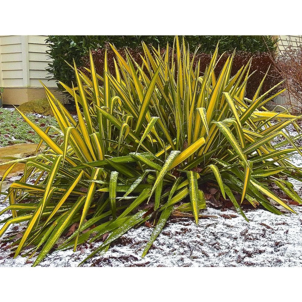 Online Orchards 1 Gal. Golden Sword Yucca Shrub 2 Online Orchards 1 Gal. Golden Sword Yucca Shrub - Image 2