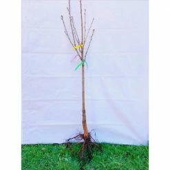 Online Orchards Double Apple Twist Tree Bare Root -Online Orchards store online orchards fruit plants cbap002 76 1000