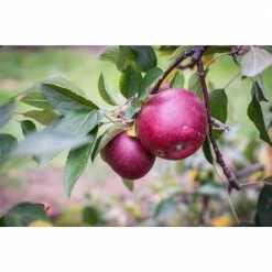Online Orchards Double Apple Twist Tree Bare Root -Online Orchards store online orchards fruit plants cbap002 fa 1000