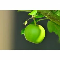 Online Orchards 3-in-1 Apple Jubilee Tree Bare Root -Online Orchards store online orchards fruit plants cbap003 1f 1000