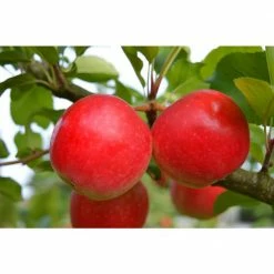 Online Orchards 3-in-1 Apple Jubilee Tree Bare Root -Online Orchards store online orchards fruit plants cbap003 4f 1000