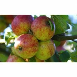 Online Orchards 3-in-1 Apple Jubilee Tree Bare Root -Online Orchards store online orchards fruit plants cbap003 fa 1000