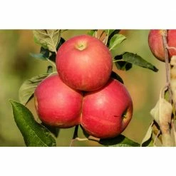 Online Orchards 4-in-1 Apple Jubilee Tree Bare Root -Online Orchards store online orchards fruit plants cbap004 44 1000
