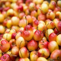 Online Orchards 4-in-1 Cherry Jubilee Tree Bare Root -Online Orchards store online orchards fruit plants cbch004 1f 1000