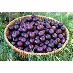 Online Orchards 4-in-1 Cherry Jubilee Tree Bare Root -Online Orchards store online orchards fruit plants cbch004 44 1000