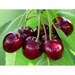 Online Orchards 4-in-1 Cherry Jubilee Tree Bare Root -Online Orchards store online orchards fruit plants cbch004 4f 1000