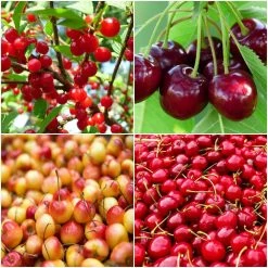 Online Orchards 4-in-1 Cherry Jubilee Tree Bare Root
