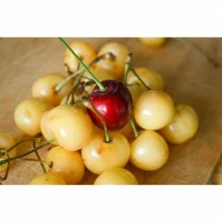 Online Orchards 4-in-1 Cherry Jubilee Tree Bare Root -Online Orchards store online orchards fruit plants cbch004 76 1000
