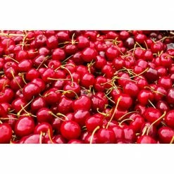 Online Orchards 4-in-1 Cherry Jubilee Tree Bare Root -Online Orchards store online orchards fruit plants cbch004 fa 1000