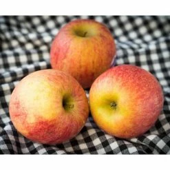 Online Orchards Dwarf Fuji Apple Tree Bare Root -Online Orchards store online orchards fruit plants ftap002 44 1000