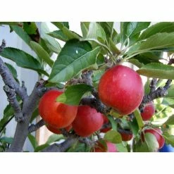 Online Orchards Dwarf Fuji Apple Tree Bare Root