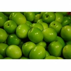 Online Orchards Granny Smith Apple Tree Bare Root -Online Orchards store online orchards fruit plants ftap003 4f 1000