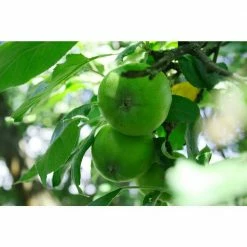 Online Orchards Granny Smith Apple Tree Bare Root